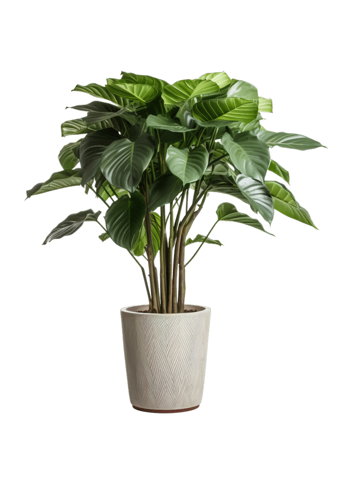 20250921_101823_0000